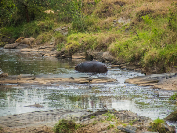 Olare Motorogi Conservancy-5394