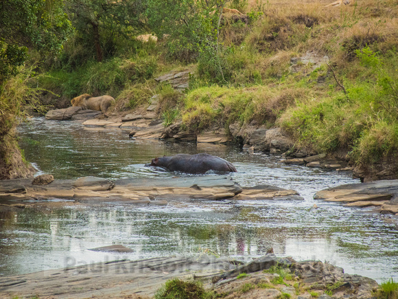 Olare Motorogi Conservancy-5396