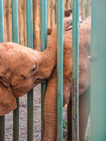 Sheldrick Elephant Orphanage-158