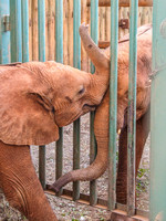 Sheldrick Elephant Orphanage-160