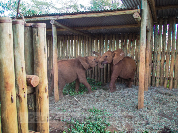 Sheldrick Elephant Orphanage-211