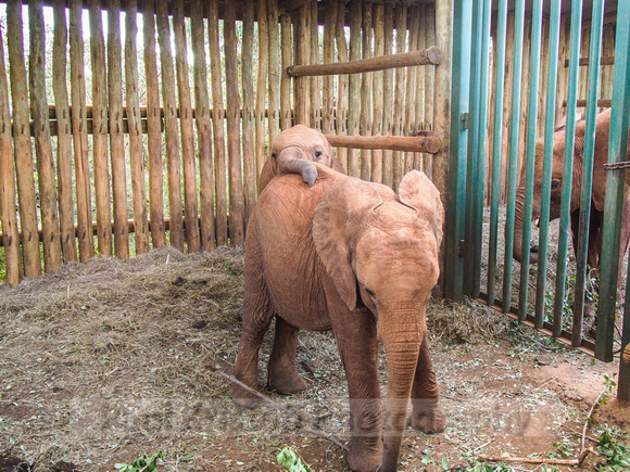 Sheldrick Elephant Orphanage-228