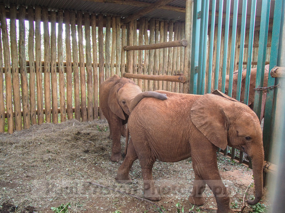 Sheldrick Elephant Orphanage-229