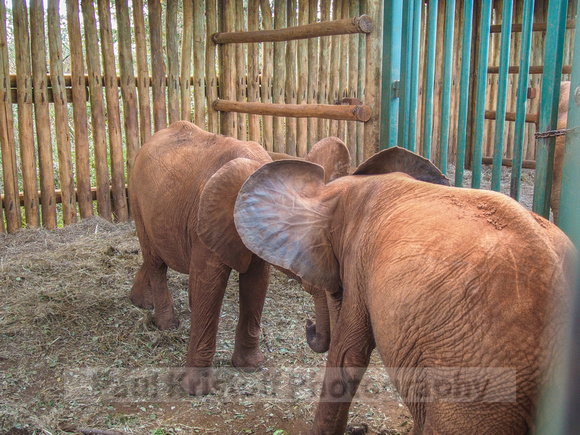 Sheldrick Elephant Orphanage-255