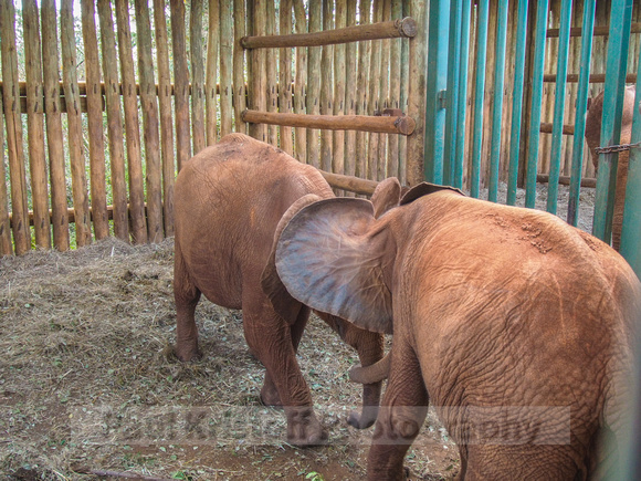 Sheldrick Elephant Orphanage-256