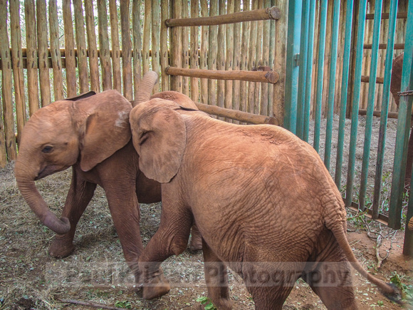 Sheldrick Elephant Orphanage-257