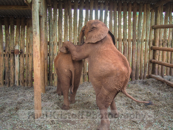 Sheldrick Elephant Orphanage-260