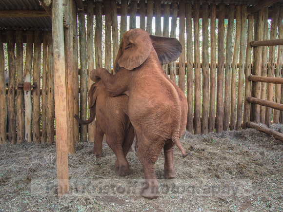 Sheldrick Elephant Orphanage-261