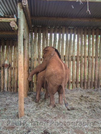 Sheldrick Elephant Orphanage-267
