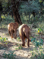 Sheldrick Elephant Orphanage-11