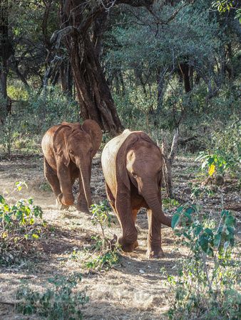 Sheldrick Elephant Orphanage-11