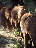 Sheldrick Elephant Orphanage-25