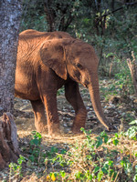 Sheldrick Elephant Orphanage-48