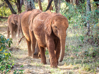 Sheldrick Elephant Orphanage-51