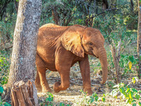 Sheldrick Elephant Orphanage-52