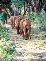 Sheldrick Elephant Orphanage-64