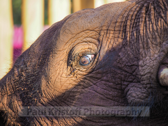 Sheldrick Elephant Orphanage-85