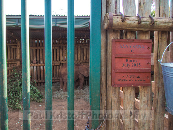 Sheldrick Elephant Orphanage-90