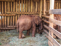 Sheldrick Elephant Orphanage-95