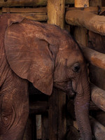 Sheldrick Elephant Orphanage-98