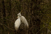 Audubon Swamp Garden-23