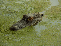 Audubon Swamp Garden-8