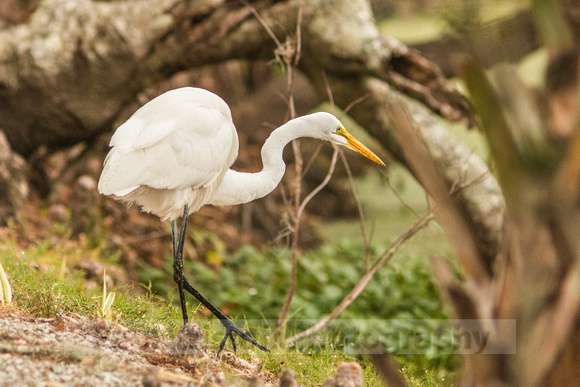 Audubon Swamp Garden-128