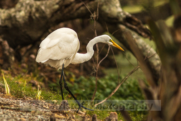 Audubon Swamp Garden-129