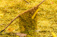 Audubon Swamp Garden-9-2