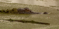 Audubon Swamp Garden-108