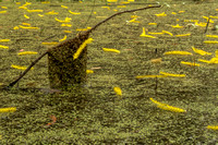 Audubon Swamp Garden-36