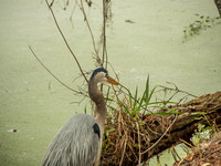 Audubon Swamp Garden-20