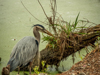 Audubon Swamp Garden-22