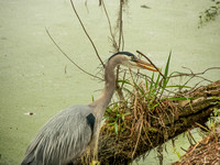 Audubon Swamp Garden-23