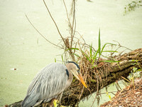 Audubon Swamp Garden-26