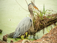 Audubon Swamp Garden-27