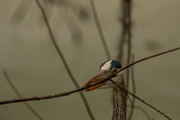 Audubon Swamp Garden-173