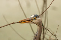 Audubon Swamp Garden-176