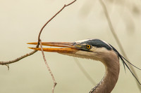 Audubon Swamp Garden-179