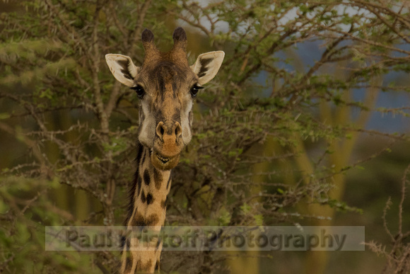 Ol Kinyei Masai Mara-140-Edit