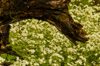 PorterCreekTrail-2285
