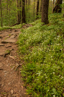 PorterCreekTrail-2337