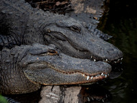 Alligator-758