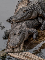 Alligator-935