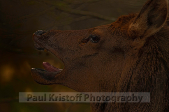 Cataloochee-1190