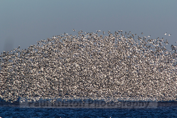 Snow Geese swarming