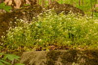 PorterCreekTrail-2308