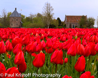 Tulip field by Dever House