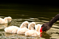Black Swan with children