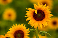 Sunflowers-9472